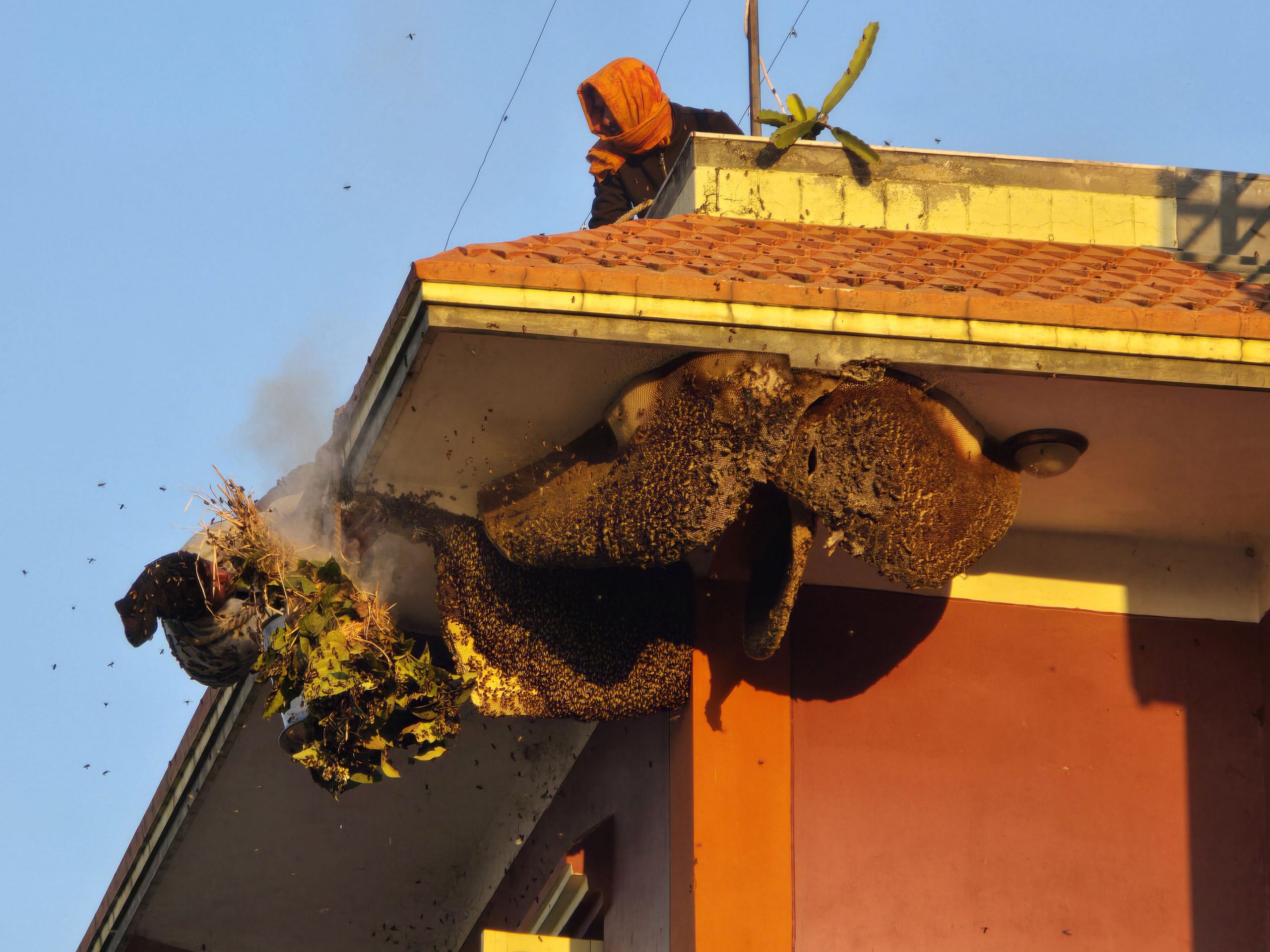 जोखिम मोलेर मह काढ्दै