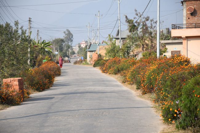 सडक किनारामा फुलेका फूल