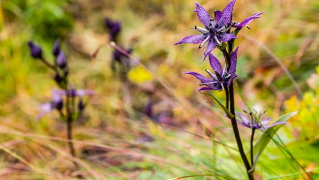 ताप्लेजुङका किसान पुनः चिराइतो खेतीतर्फ आकर्षित