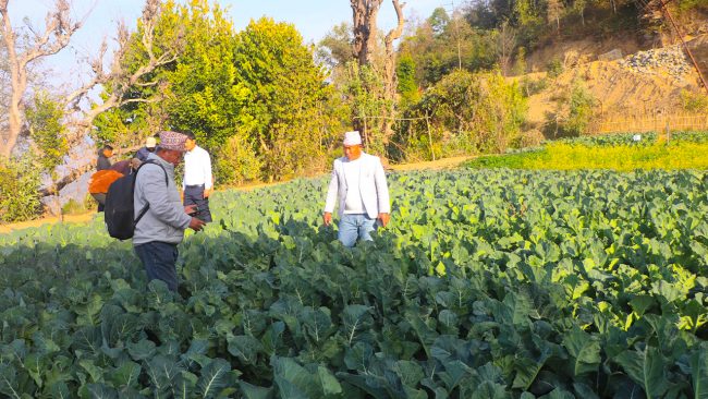 अर्गानिक कृषि उत्पादनमा जुट्दै भोजपुरका किसान