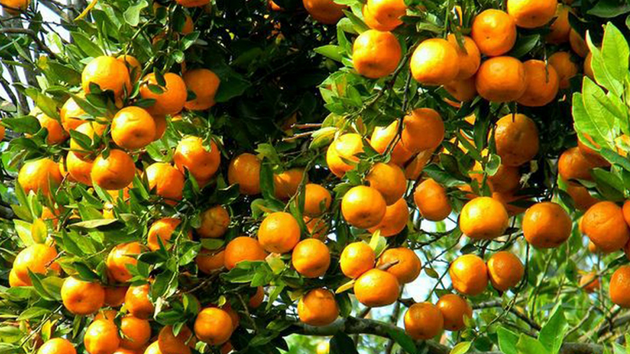 सोलुखुम्बुमा सुन्तलाको उत्पादन बढ्यो, किसानलाई बजारको चिन्ता