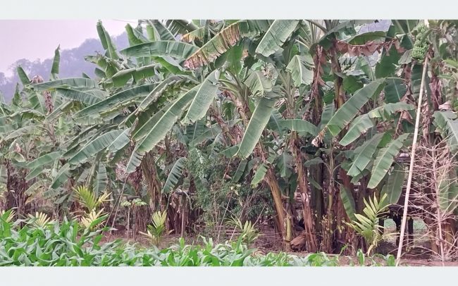 धान फल्ने खेत मासेर व्यावसायिक केराखेती