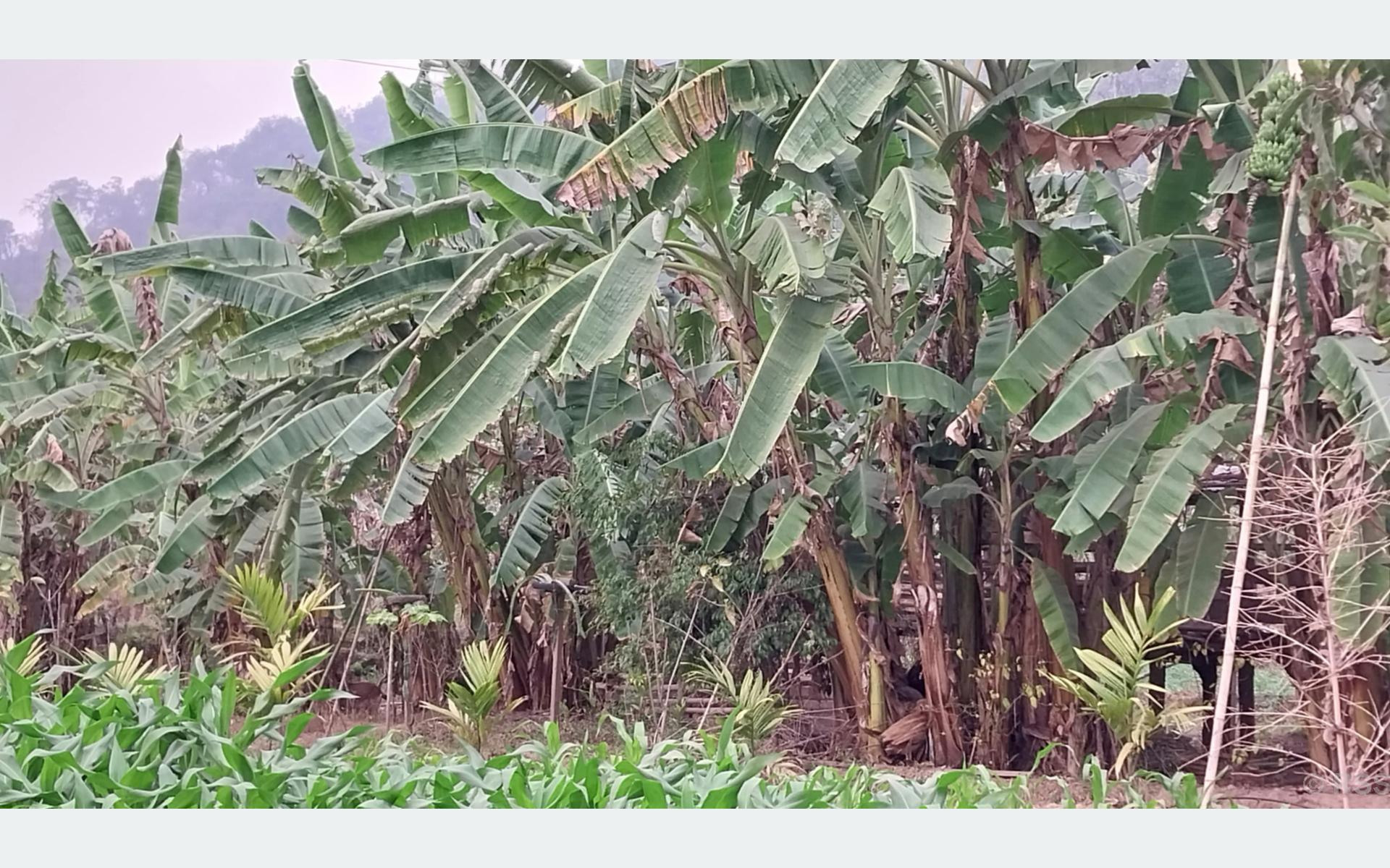 धान फल्ने खेत मासेर व्यावसायिक केराखेती