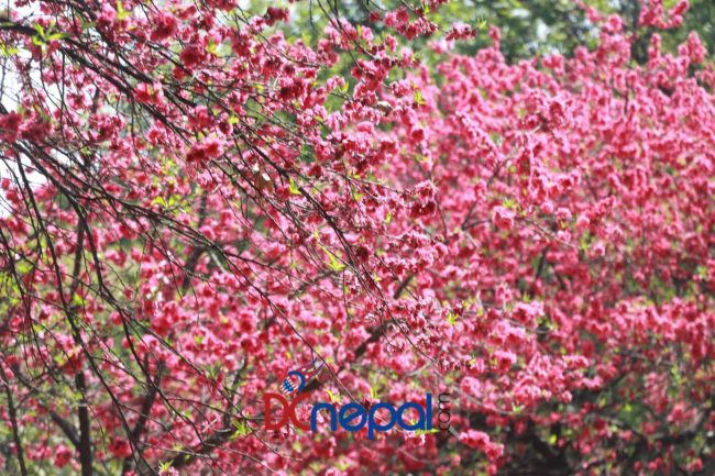 काठमाडौंमा वसन्त बहार (फोटोफिचर)