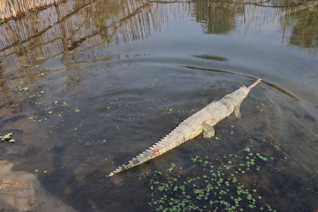 भरतपुर भ्रमण वर्षको अवसरमा २० वटा घडियाल गोही राप्ती नदीमा छाडियो