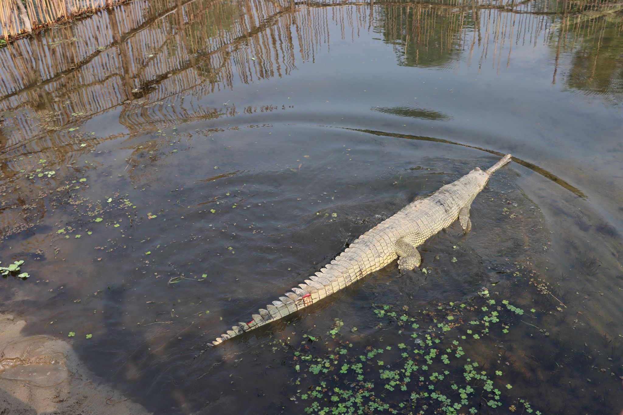 भरतपुर भ्रमण वर्षको अवसरमा २० वटा घडियाल गोही राप्ती नदीमा छाडियो