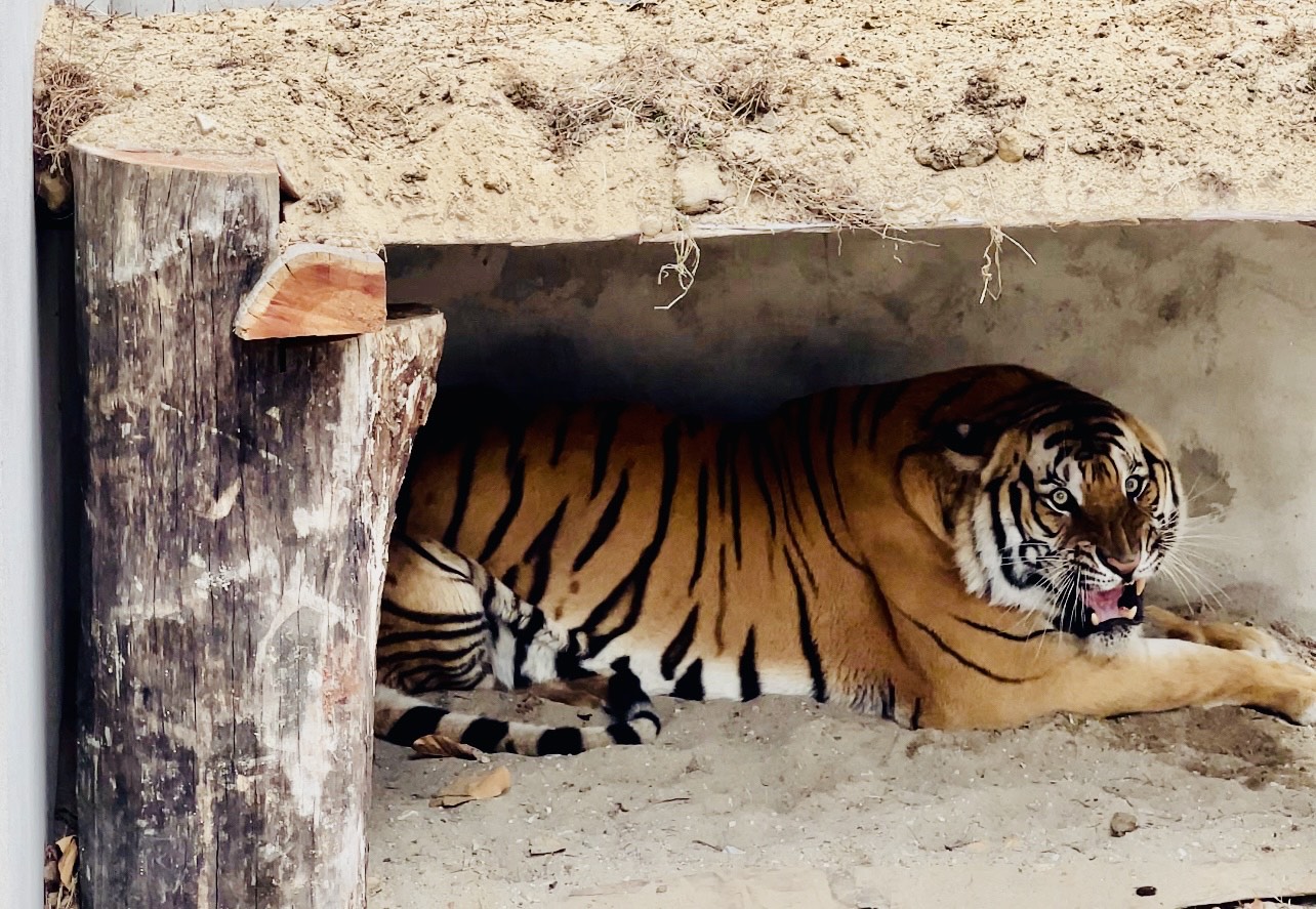 भरतपुरमा दुर्लभ पाटे बाघ सहजै देख्न पाइने