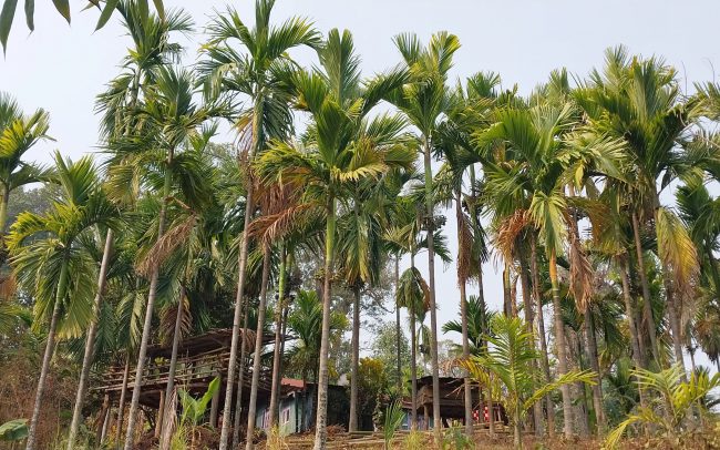 इलामका किसान व्यावसायिक सुपारी खेतीप्रति आकर्षित