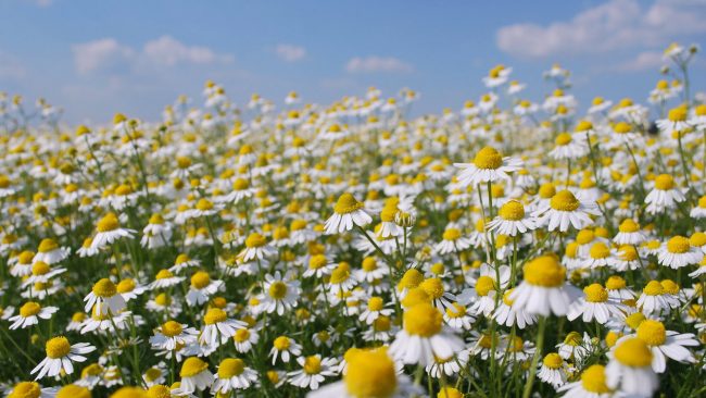 जडीबुटीखेतीमा किसानको आकर्षण