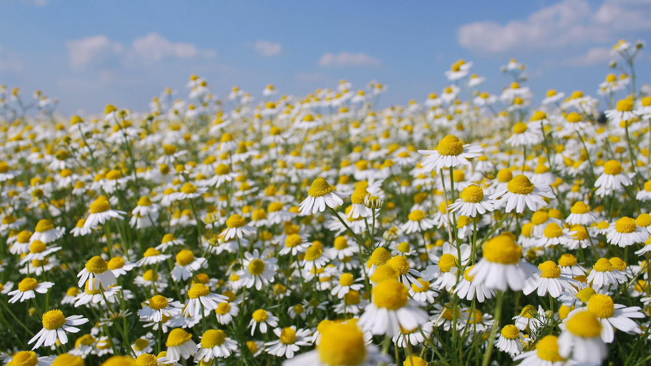 जडीबुटीखेतीमा किसानको आकर्षण