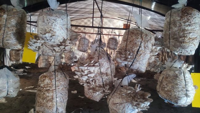 विद्यालय परिसरमै च्याउ र तरकारीखेती: पढ्दै कमाउँदै विद्यार्थी