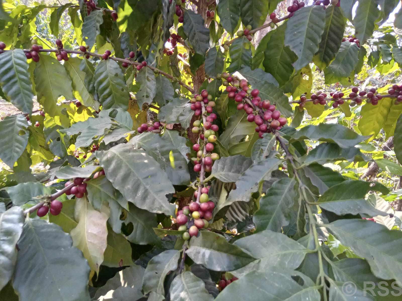 नवलपुरका पहाडी क्षेत्रमा कफीखेती विस्तार हुँदै