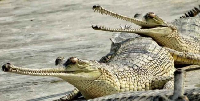 तीन दशकदेखि घडियालसँग ‘प्रेम’को प्रेम