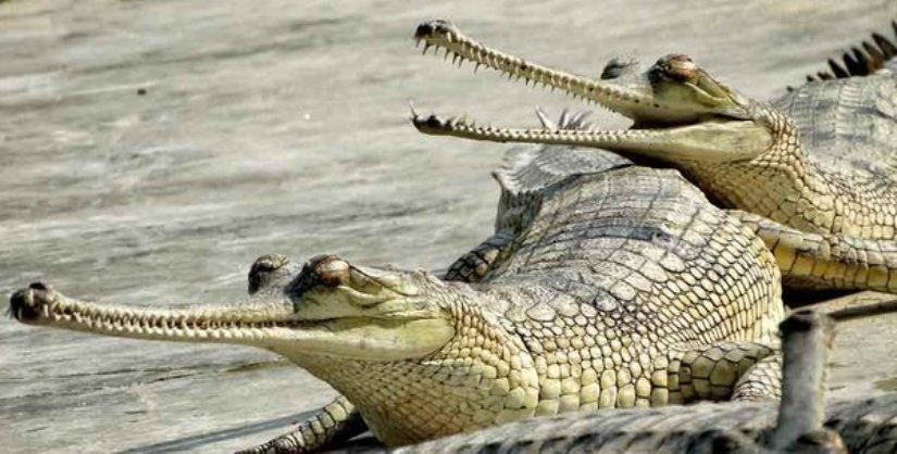 तीन दशकदेखि घडियालसँग ‘प्रेम’को प्रेम