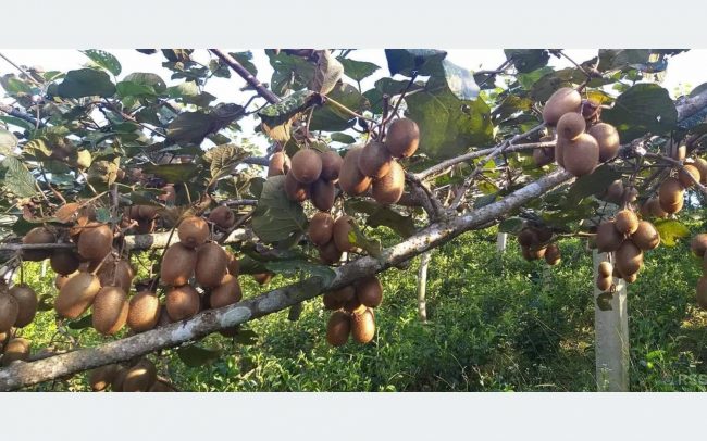 इलाममा किवीको उत्पादन बढ्यो