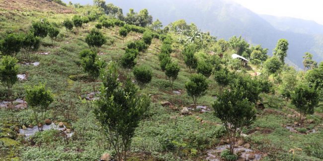 नवलपरासी पूर्वमा सुन्तला जातको फलफूल खेती क्षेत्र दोब्बरले वृद्धि