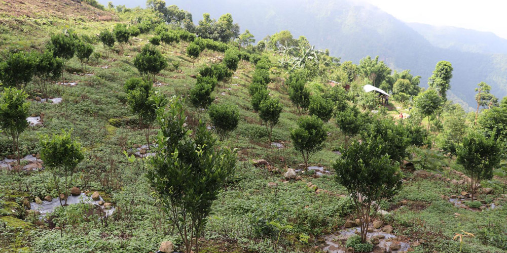 नवलपरासी पूर्वमा सुन्तला जातको फलफूल खेती क्षेत्र दोब्बरले वृद्धि