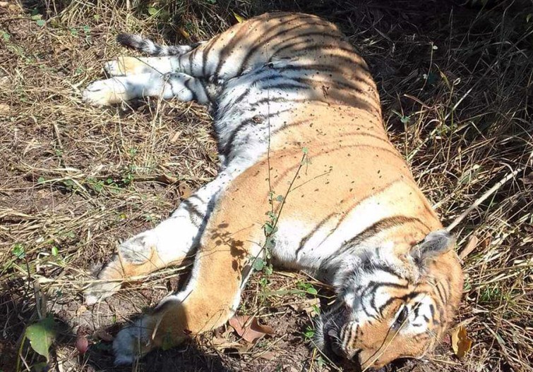 बारामा पाटेबाघ मृत फेला