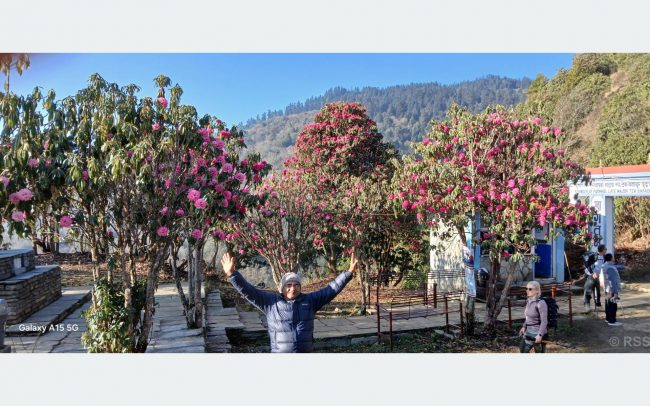 म्याग्दीका बनपाखामा लालीगुराँस हेर्नेको भीड