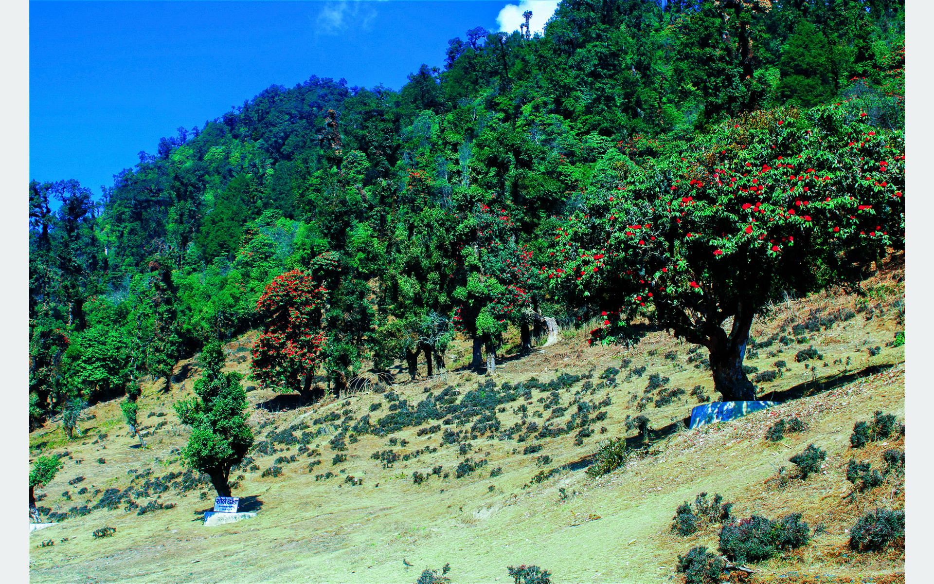 लालीगुराँसले बागलुङका वनपाखा रंगीचंगी, घुम्न आउनेको चहलपहल बढ्यो