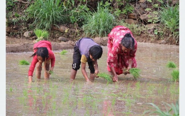 धादिङका किसान रोपाइँमा व्यस्त