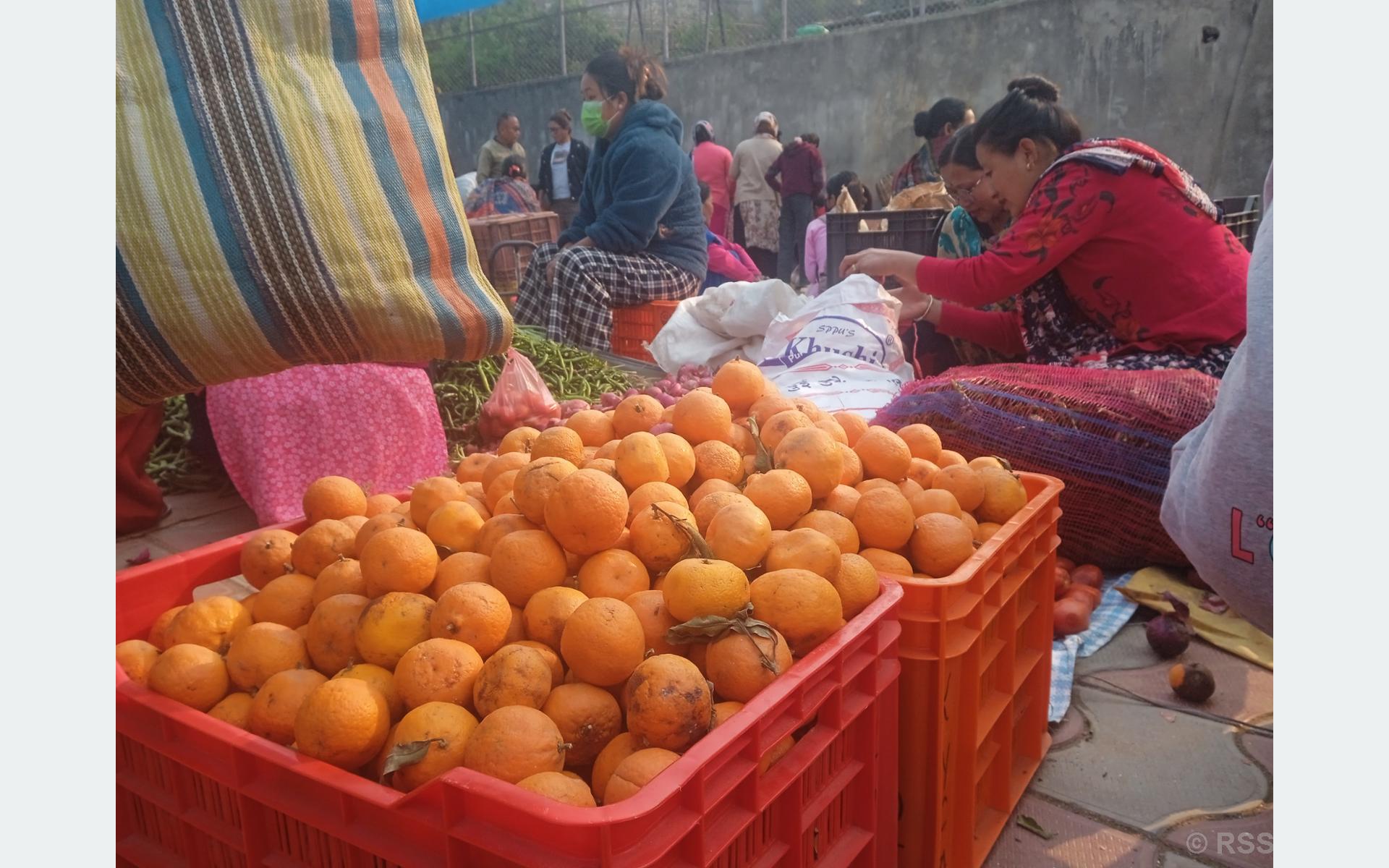 दुई महिनामै सुन्तलाले पायो तीन गुणा बढी मूल्य