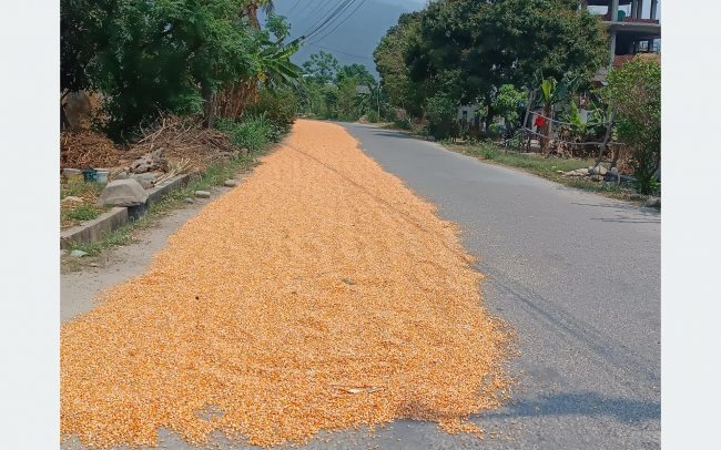 सर्लाहीका स्थानीयले सडकमा सुकाउँछन् मकैको बिस्कुन
