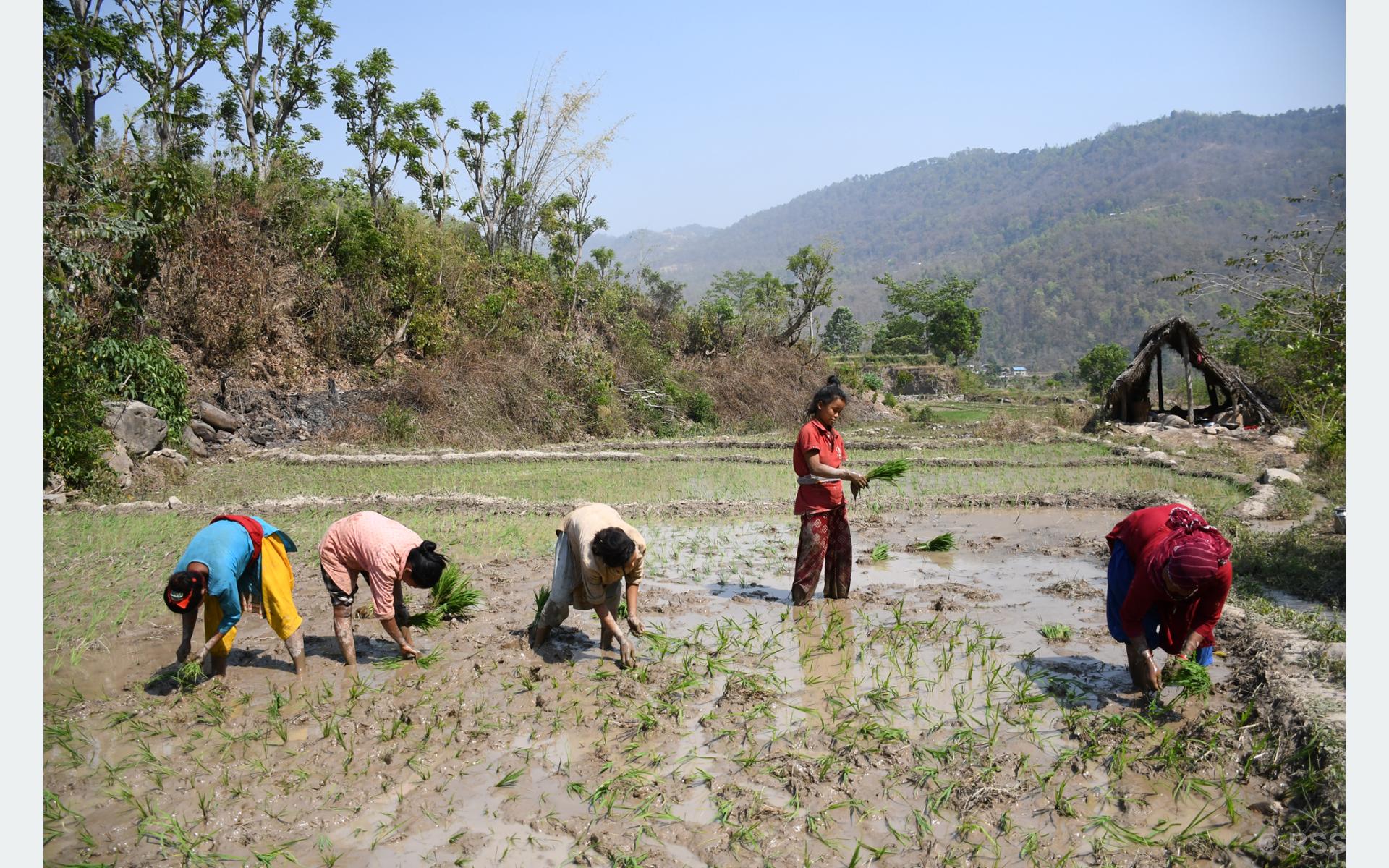 चैते धानप्रति दाङका किसानको आकर्षण बढ्दो