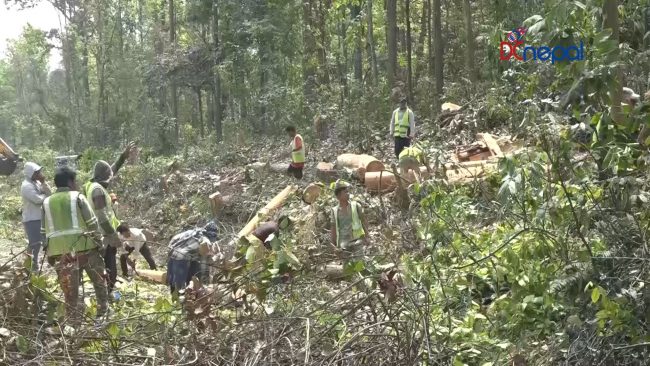 पूर्व-पश्चिम राजमार्ग विस्तार :  रुख काट्ने काम अन्तिम चरणमा