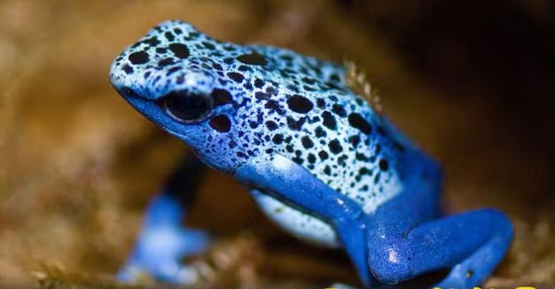 एउटा यस्तो विषालु भ्यागुता, जसको मूल्य नै पर्छ ३ लाख