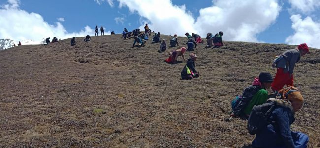 डोल्पामा जेठ १० देखि यार्सा पाटन खुलाइने