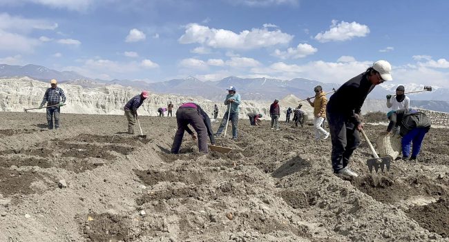 थिङ्गरमा सामूहिक आलुखेती