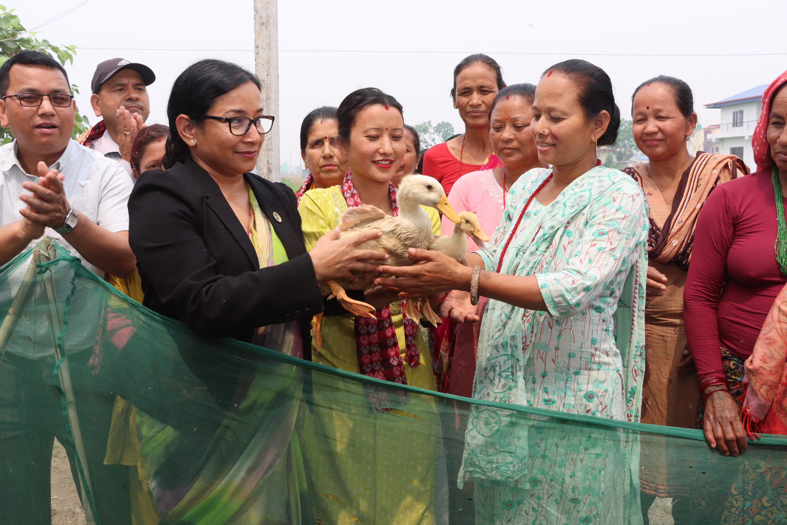भरतपुर महानगरद्वारा कृषकलाई बाख्रा र हाँसको चल्ला वितरण