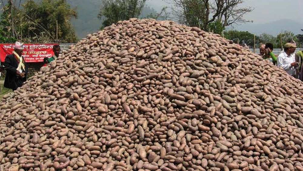 साढे तीस लाखको आलु बिक्री गर्दै सकियो हेम्जा महोत्सव