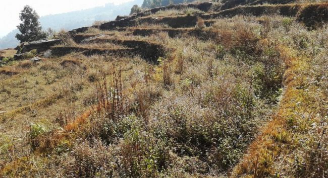 पन्ध्र हजार हेक्टर जमिन बाँझै