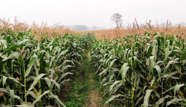 सुदूरपश्चिम प्रदेशमा वसन्ते मकैखेती विस्तार गरिँदै