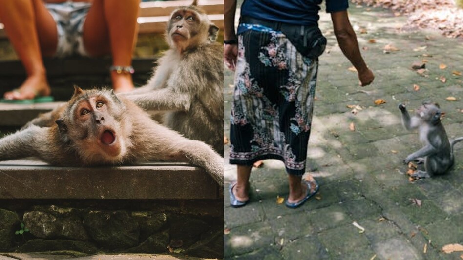 बाँदर पीडितलाई सरकारले क्षतिपूर्ति दिने