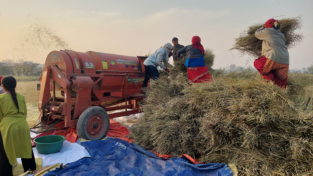 नवलपरासीका किसान तोरीखेतीतर्फ आकर्षित