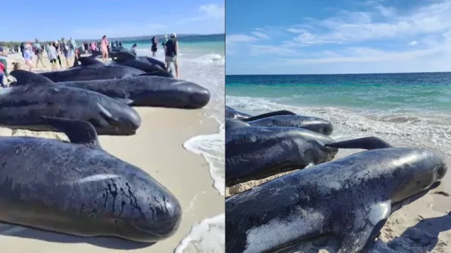 समुद्र तटमा सयौं ह्वेल फसे, धेरैको मृत्यु, स्वयंसेवकहरू बचाउन प्रयास गर्दै