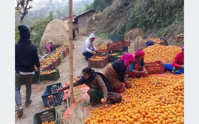 बागलुङमा बसाइँसराइले गाउँ रित्तिँदै, अन्नबाली फल्ने बारीमा अहिले सुन्तलाखेती