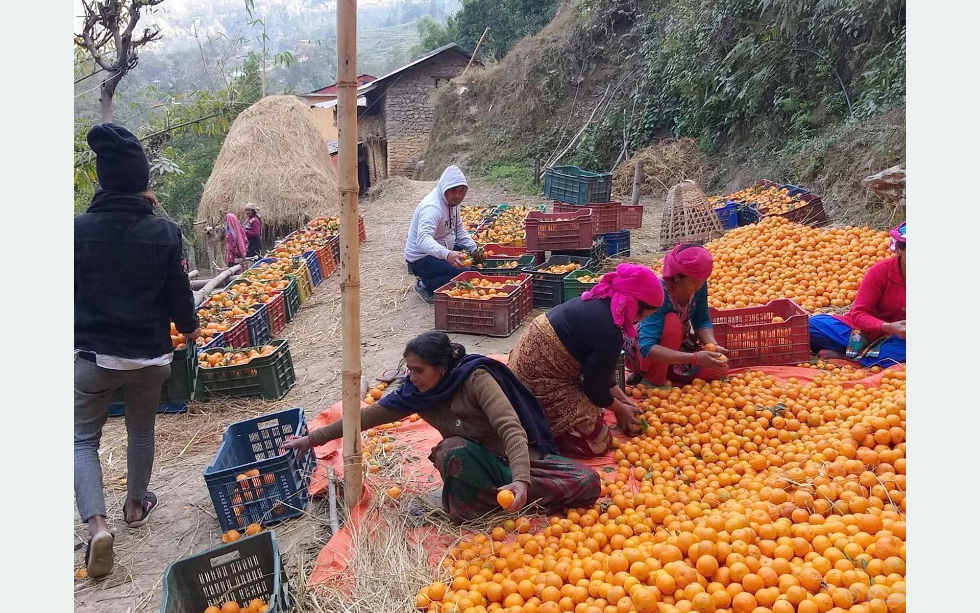 बागलुङमा बसाइँसराइले गाउँ रित्तिँदै, अन्नबाली फल्ने बारीमा अहिले सुन्तलाखेती