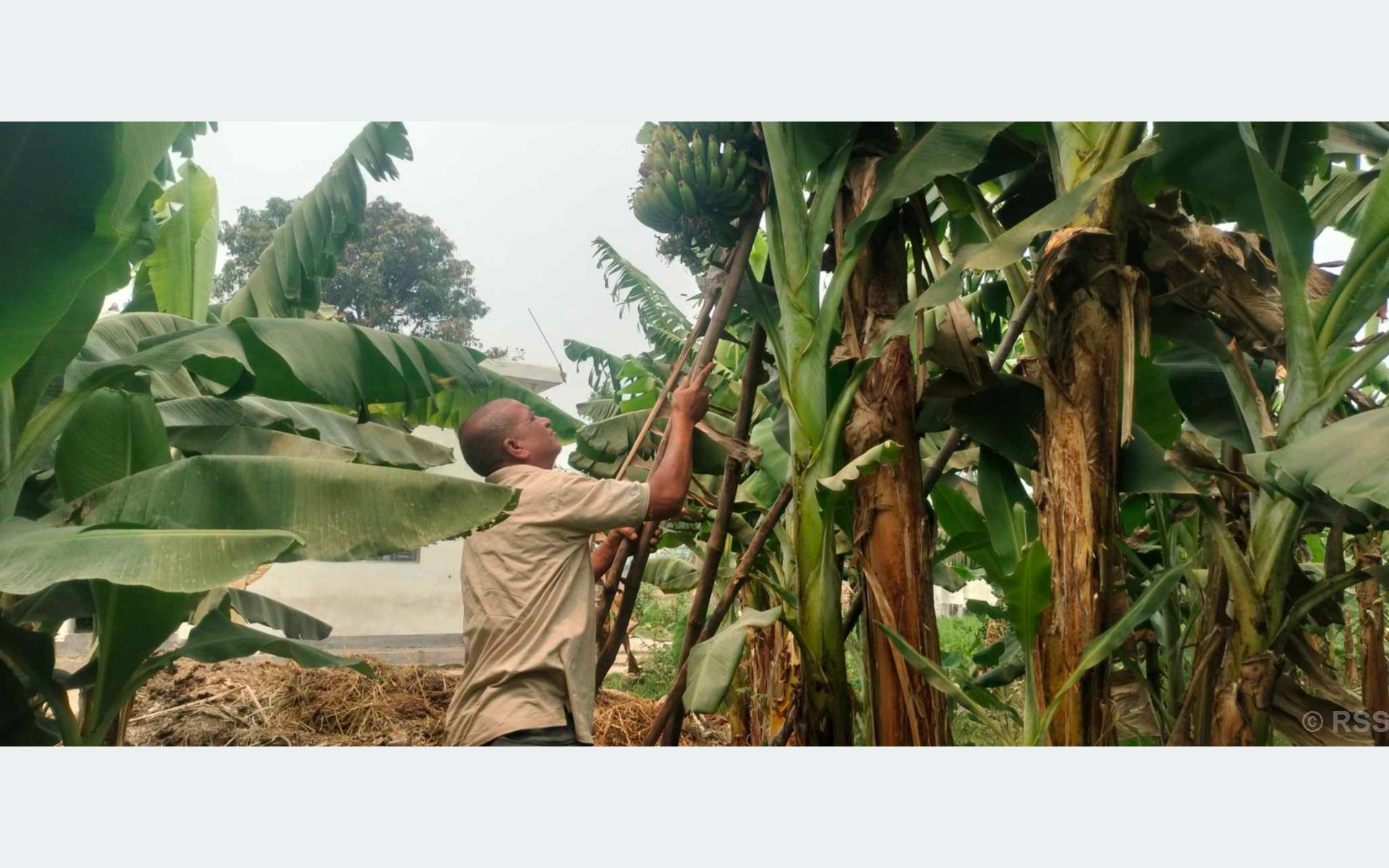 चितवनका केराले पाउन थाल्यो बजार, किसान उत्साहित