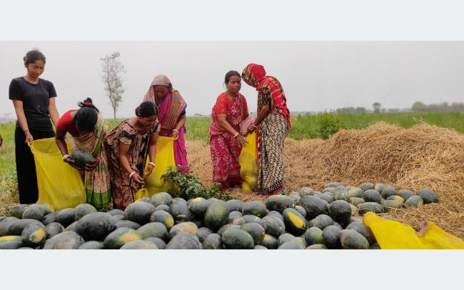 मेची बगरमा खरबुजा खेती, किसानलाई मनग्य आय