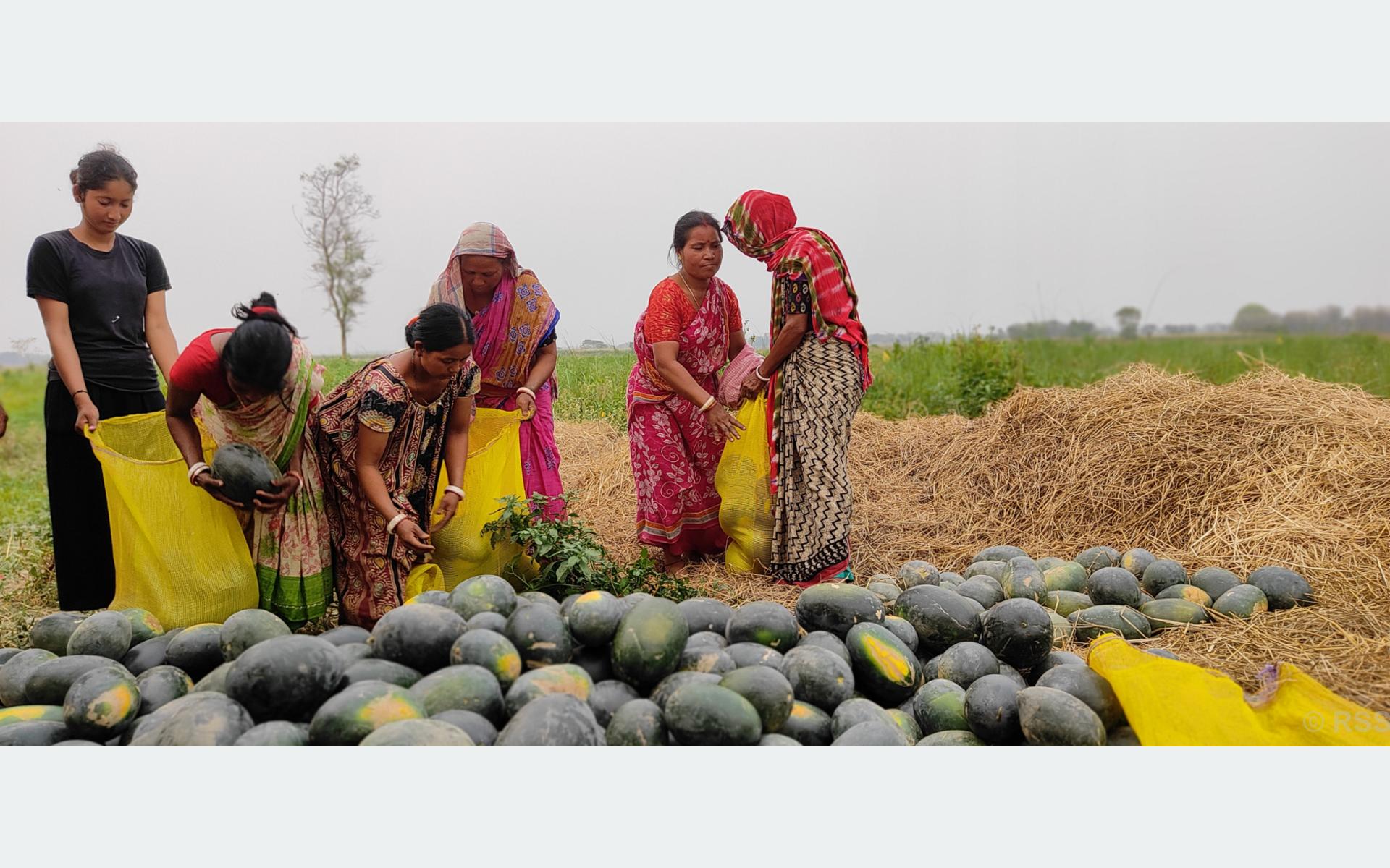 मेची बगरमा खरबुजा खेती, किसानलाई मनग्य आय