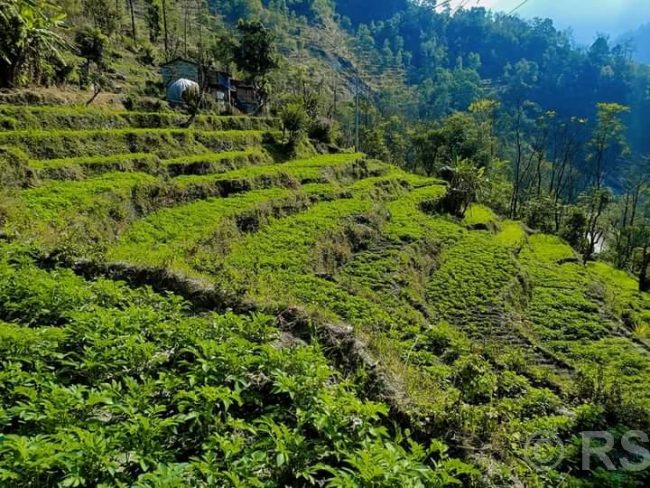 म्याग्दीमा नौ सय रोपनी जग्गामा बर्खे आलुखेती