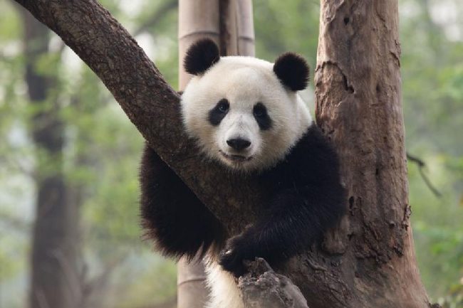 विश्व वन्यजन्तु कोषबाट हिमाली संरक्षण मञ्च पुरस्कृत