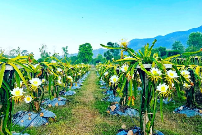 व्यावसायिक ड्रागन फ्रुटकाे खेती