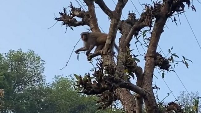 गुच्चाको गोली लागेपछि गाउँमा बाँदर देखिन छोडे