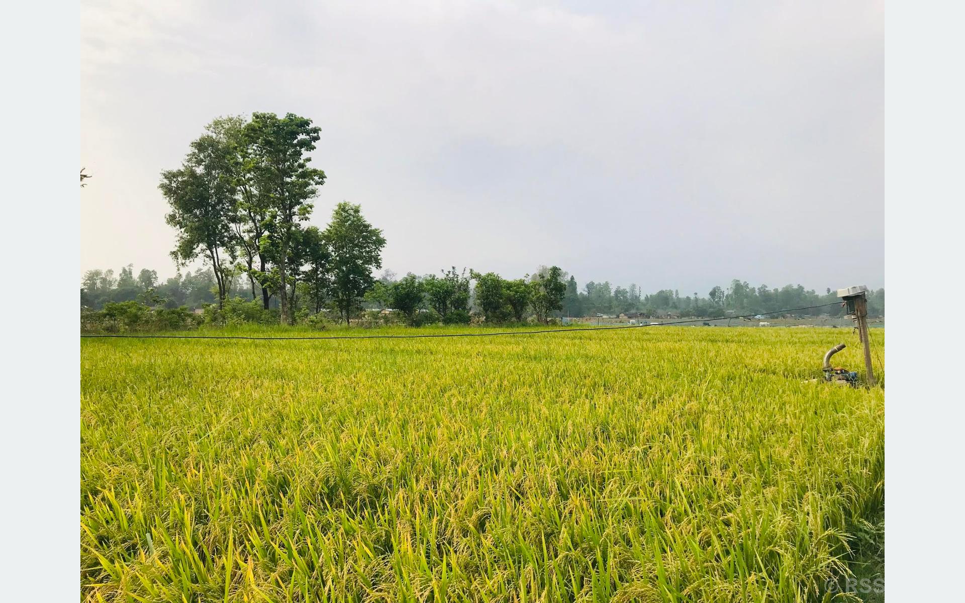 कैलालीमा चैते धान खेतीतर्फ किसानको आकर्षण बढ्दै