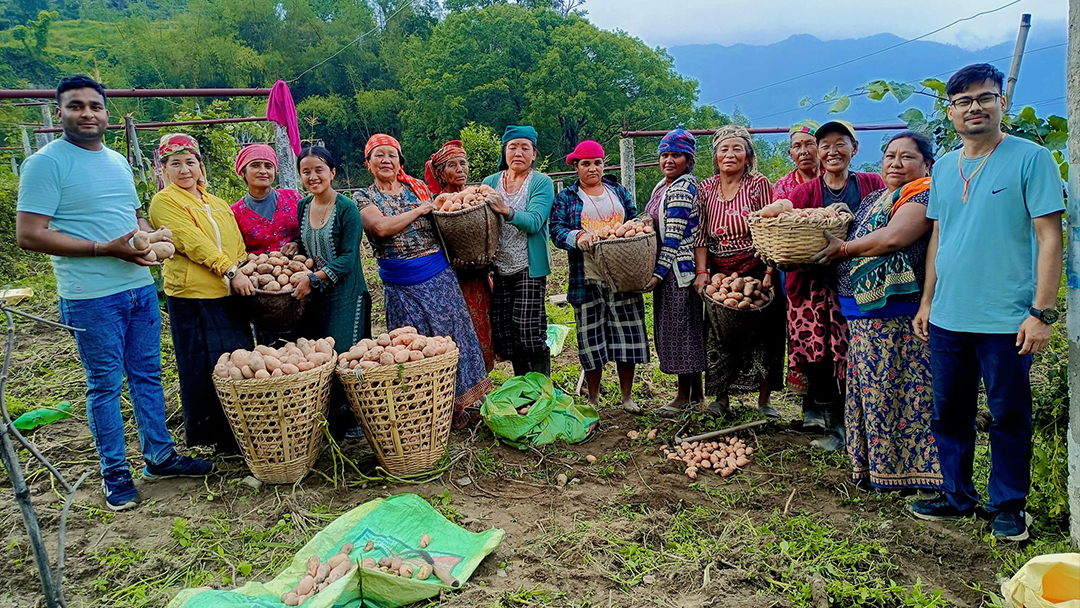 भकिम्लीको आलुलाई ‘ब्राण्डिङ’ गरेर बजार पठाइँदै
